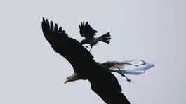 Hluk z delobuchov ohrozuje voľne žijúce zvieratá