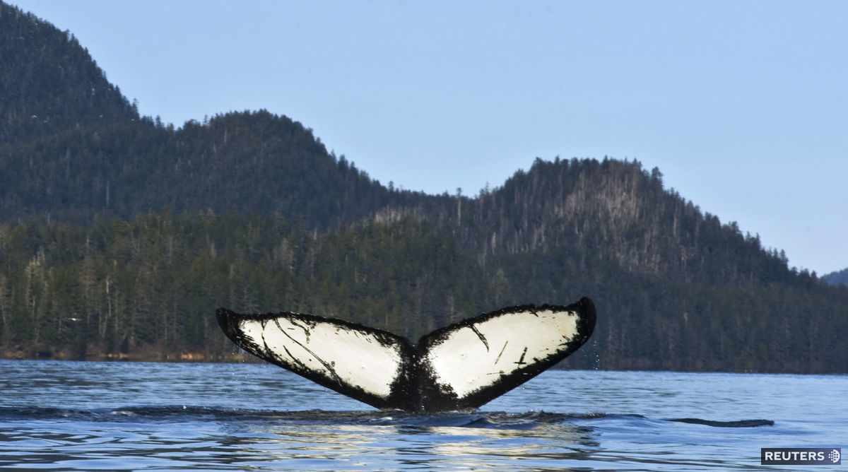 veľryba, vráskavec