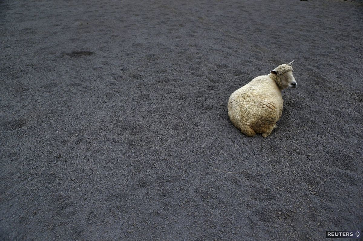 Ovce leží na sopečnom prachu, podľa miestnych...