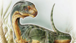 Obávaný Tyranosaurus rex mal príbuzného vegetariána
