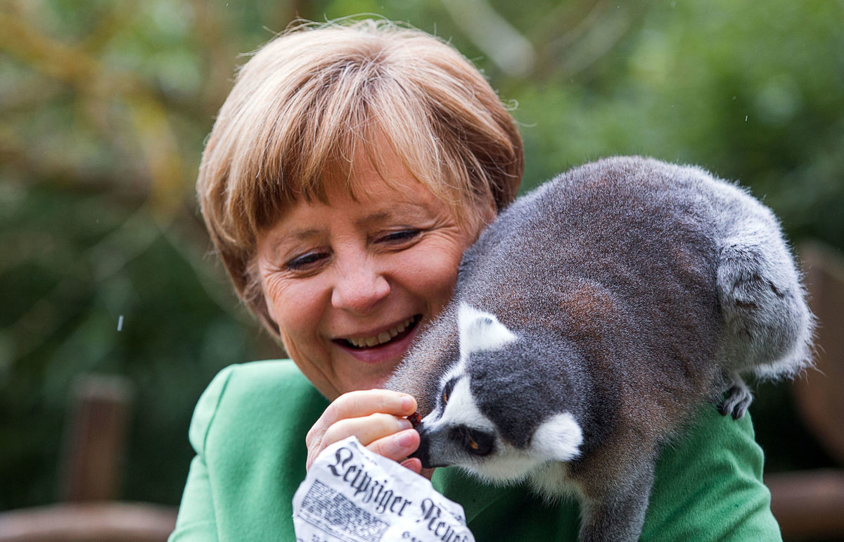 Merkel, lemur