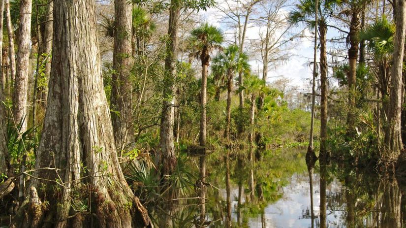 Everglades