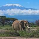 Kilimandžáro, Tanzánia, slon, Afrika