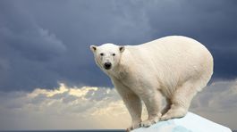 Nielen ľadové medvede. Otepľovanie vytrestá všetkých