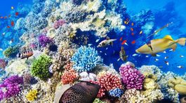 Veľký bariérový útes, Austrália, koraly, ryby, more, podmorský svet,