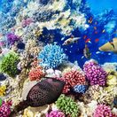 Veľký bariérový útes, Austrália, koraly, ryby, more, podmorský svet,