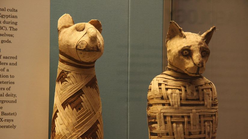 múmie, zvieracie múmie, Egypt, múzeum