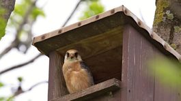 Dravce sa vracajú z Afriky. Aj najvzácnejší sokol