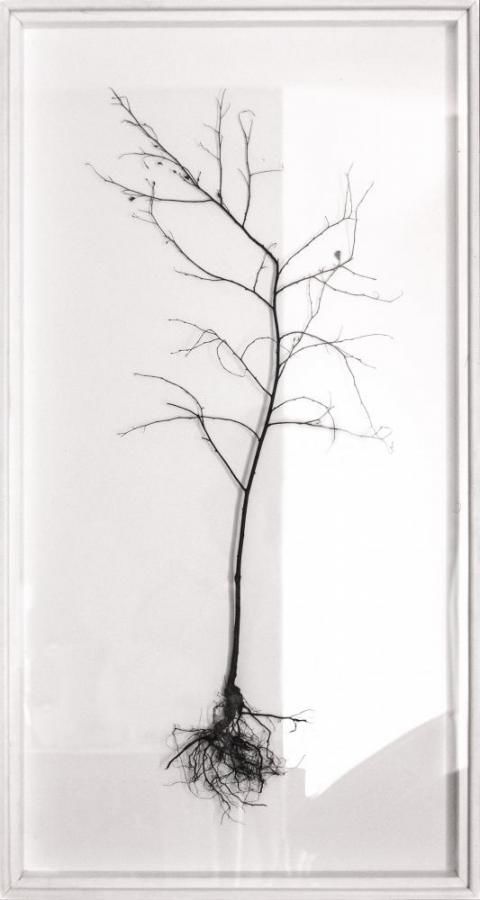 Łukasz Surowiec: Sterben und Sterben, 2013,...