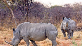 Lovcov nosorožcov zastavia špeciálne vycvičené psy