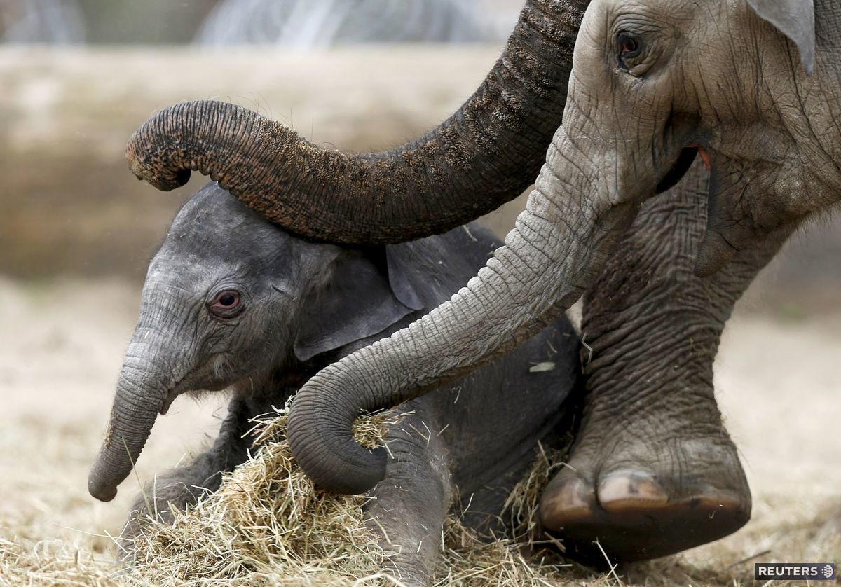 slon, slonníča, mláďa, Brugelette