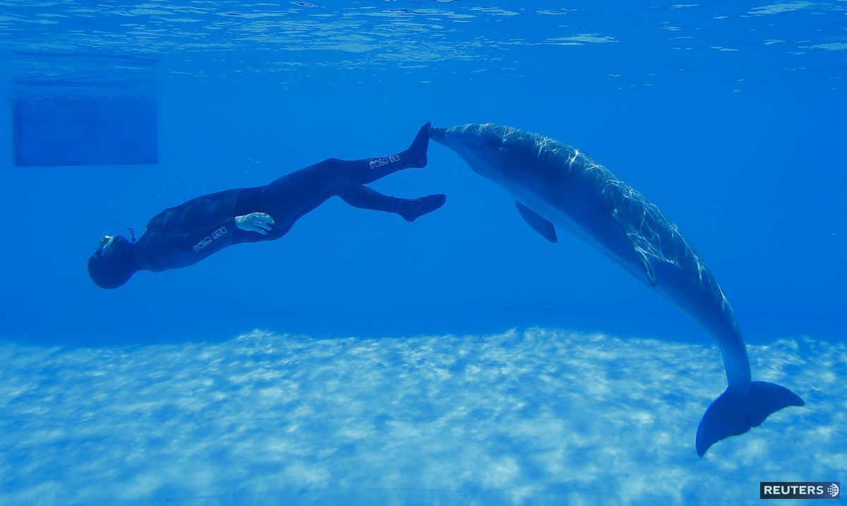potápač, delfín