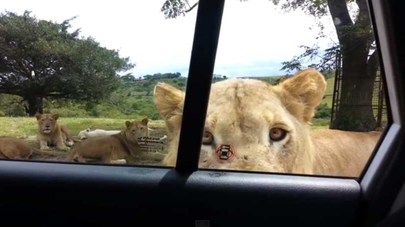 lev, safari, JAR