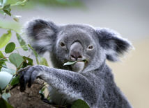 Koala
