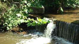 Vo väčšine studničiek v lesoparku je pitná voda