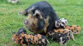 Africký mor ošípaných je pred hranicami Slovenska