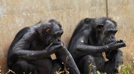 Šimpanzy rozumejú vareniu, tvrdia vedci