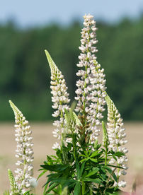 Lupina biela.