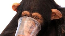 Nemecké automobilky financovali testovanie emisií na opiciach