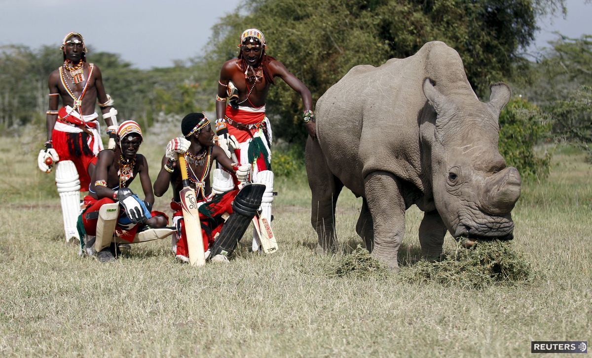 Keňa, kriket, nosorožec