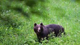 Medvede turistov lákajú, chodia ich pozorovať