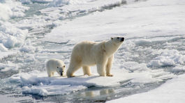 Ľadové medvede začali žrať delfíny