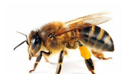 V Izraeli skúšajú, ako môžu technológie nahradiť včely