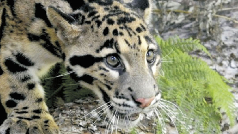 leopard obláčkový, zoo Bojnice