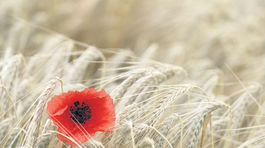 Kontroverzný pesticíd glyfosát má od EÚ zelenú na ďalších 5 rokov