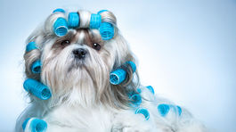 Poľudštení miláčikovia