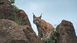 Vzácny rys španielsky končí pod kolesami áut
