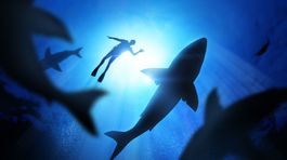 Žralok v Chorvátsku? Nepravdepodobné, ale nie vylúčené