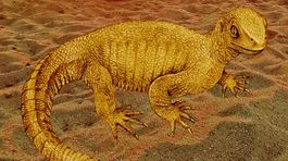 Najstaršia korytnačka potvrdila príbuznosť s jaštericami