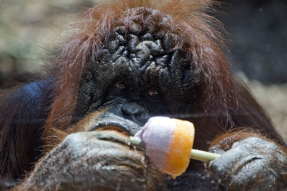 orangután, nanuk
