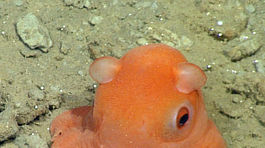 Vedec hľadá meno pre roztomilú chobotnicu