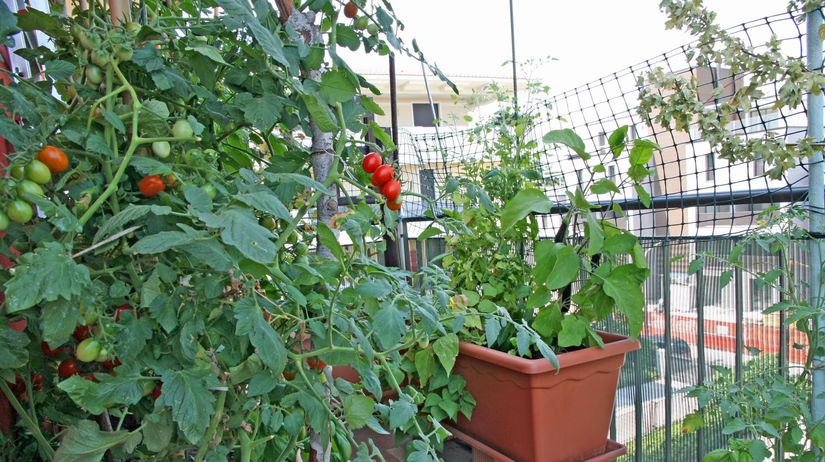 rajčiny, paradajky, záhradka, balkón