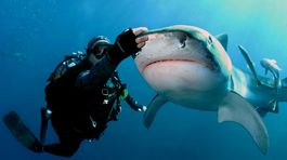 žralokár, Richard Jaroněk, žraloky, more, ryby, čeľuste, potápač, potápanie,