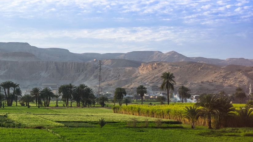 Egypt, príroda, palmy