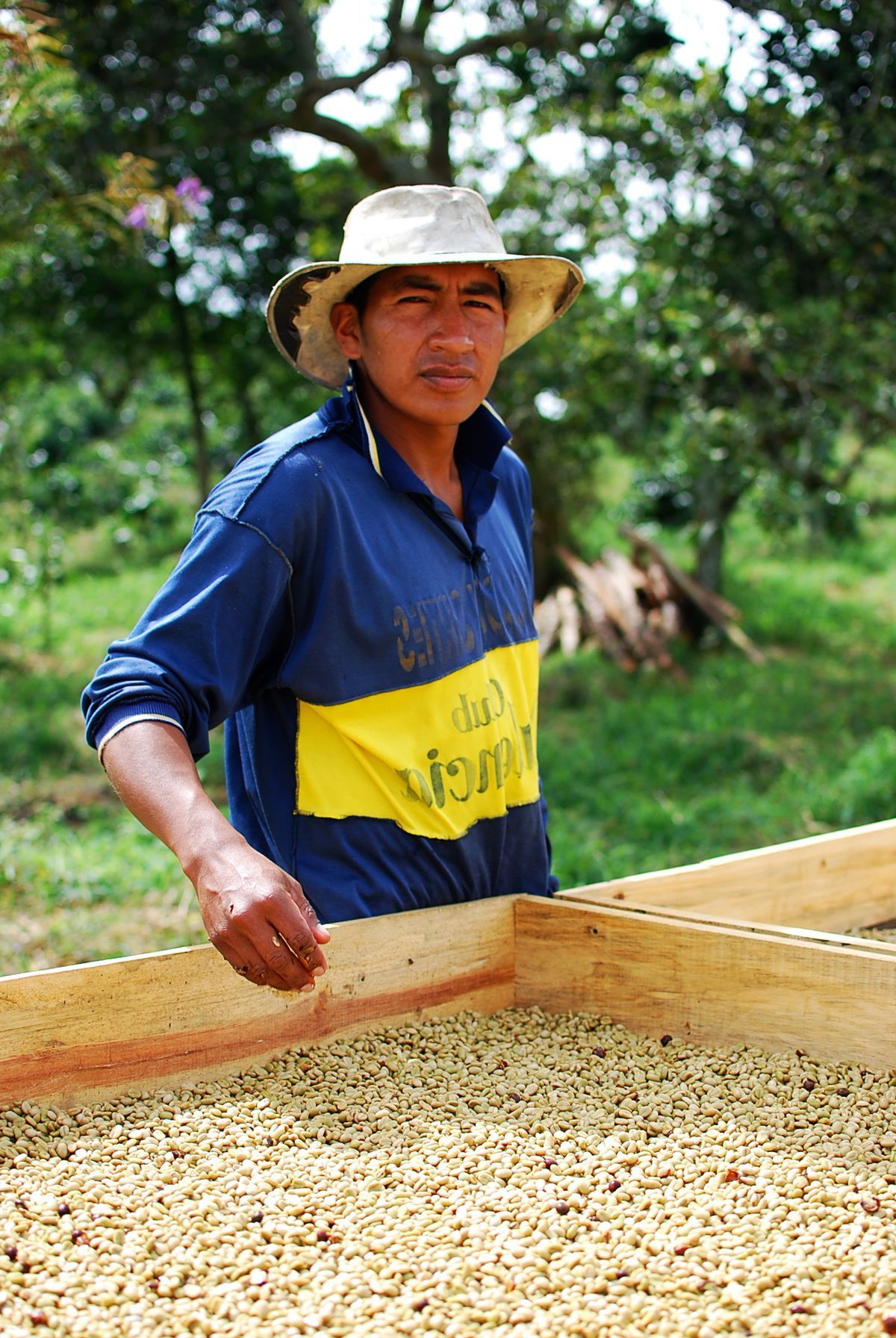 Sušenie kávy v Kolumbii.