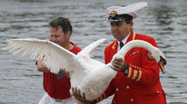 Na Temži opäť počítajú kráľovské labute