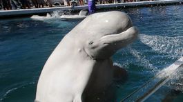 V Temži pri Londýne spozorovali veľrybu, podľa ochranárov je v poriadku