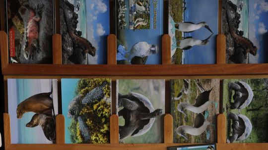 Pohľadnice so zvieratami, ktoré žijú na...