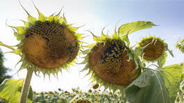 Kľúčové poľnohospodárstvo