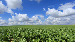 Z repy sa stáva medonosná rastlina