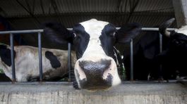 Rakúsky hotelier žaluje poľnohospodárov. Prekážajú mu kravské zvonce