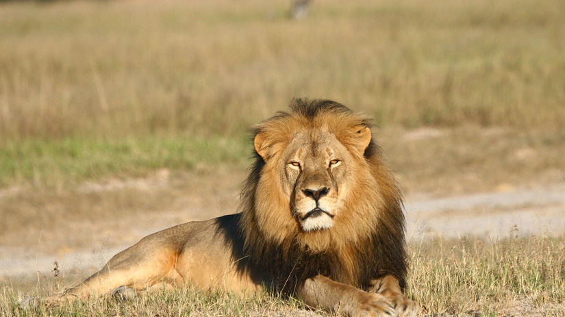Zimbabwe, lev Cecil