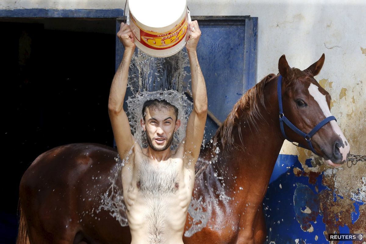 kôň, voda, teplo