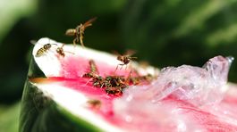 Osy sú pre horúčavy ešte agresívnejšie