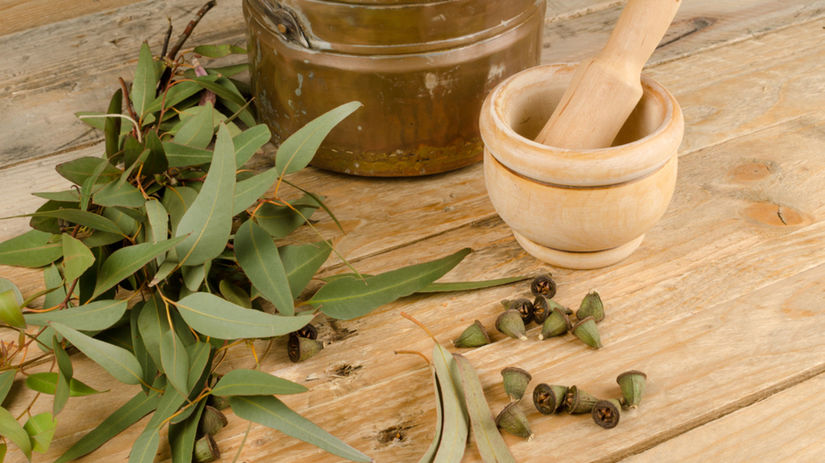 eukalyptus, bylinky, aromaterapia