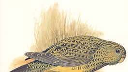 Po viac ako sto rokoch chytili papagája nočného